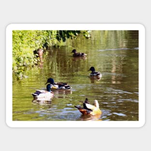 Ducks - water birds Sticker